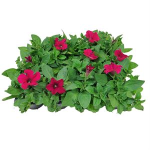 Bild von Petunia P9 Pink